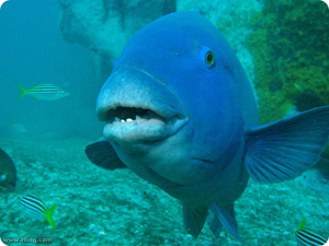 Восточный синий гропер